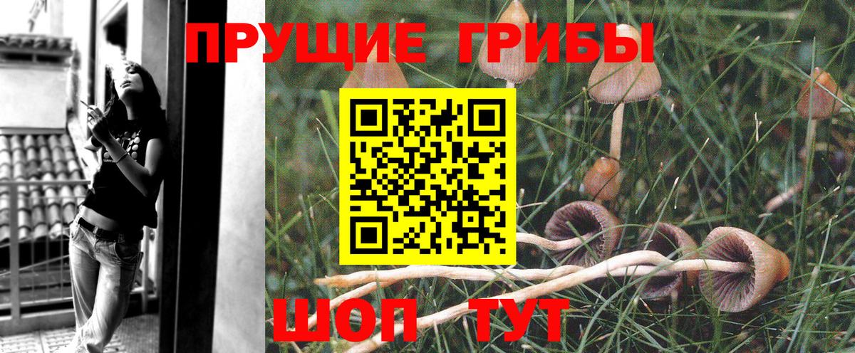 Псилоцибиновые грибы Psilocybe Лесной